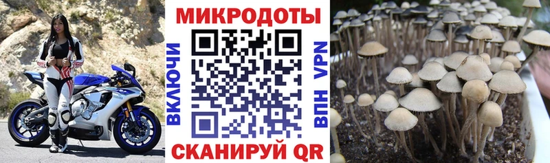 Псилоцибиновые грибы мицелий  Мичуринск 